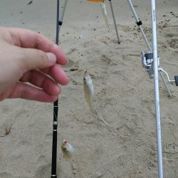 宮津江尻でピンギスラッシュ